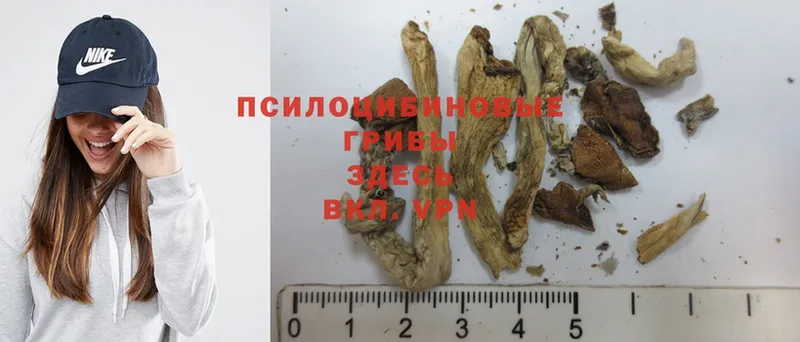 Галлюциногенные грибы Magic Shrooms  darknet клад  Адыгейск 